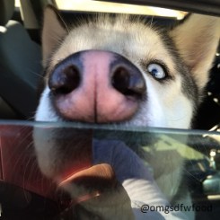 Met a Pretty Cool Husky