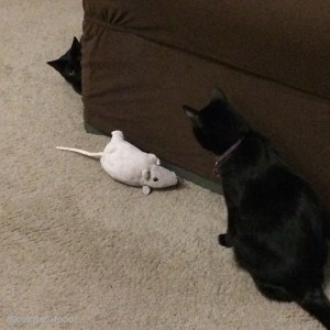 OMGs DFW Food - Roast Chicken 8